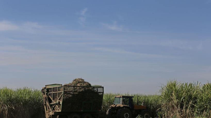 Zafra récord: Argentina supera los 18 millones de toneladas de caña