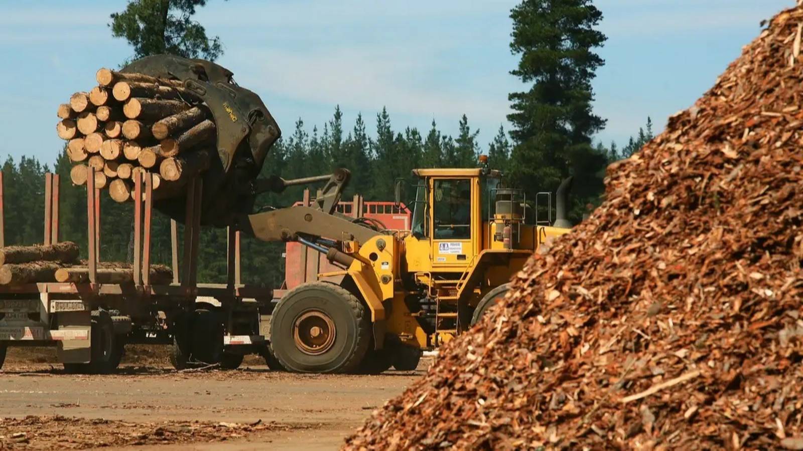 Crisis forestal: "El ajuste cayó sobre las pymes y no sobre la casta"
