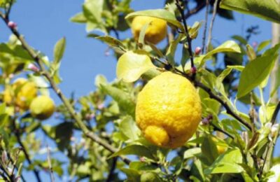 Tafí Viejo vibra al ritmo del limón: tres días de fiesta por su fruto emblema
