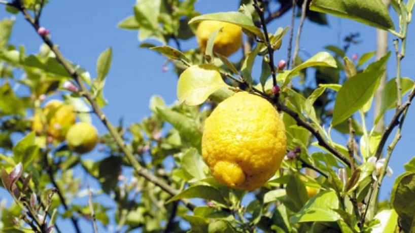 Tafí Viejo vibra al ritmo del limón: tres días de fiesta por su fruto emblema